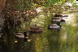 14277 Preston Rd, Dallas, TX 75254 - Photo 9