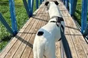 413 Travis Dr, McGregor, TX 76657 - Photo 37