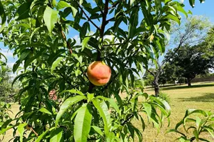 2075 Co Rd 2585, Alvord, TX 76225 - Photo 15