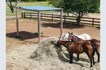 510 Prestonwood Polo Drive, Oak Point, TX 75068 - Photo 13