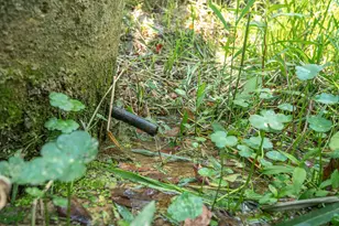 2063 Rs County Road 2370 Rd, Alba, TX 75410 - Photo 39