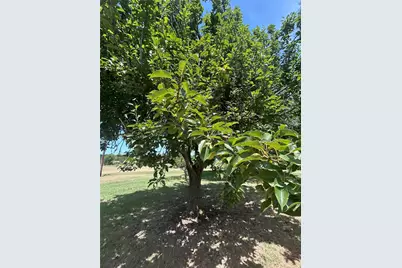 3201 Fm 2194, Farmersville, TX 75442 - Photo 25