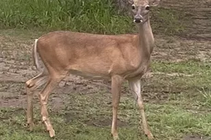 15415 Thunder Rd, Terrell, TX 75161 - Photo 17