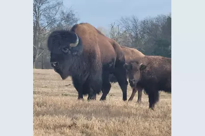 12403 Fm 1975 #Parcel A, Gilmer, TX 75644 - Photo 7