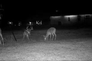 341 Dogwood Cir, Royse City, TX 75189 - Photo 35