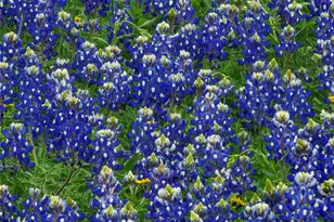 1810 Longbranch Rd, Waxahachie, TX 76065 - Photo 31