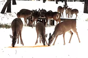 229 Joy Trail, Paradise, TX 76073 - Photo 11