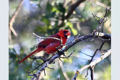 229 Joy Trail, Paradise, TX 76073 - Photo 13