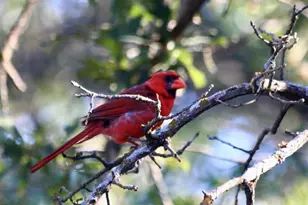 229 Joy Trail, Paradise, TX 76073 - Photo 13