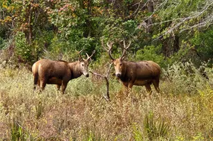 Lot 283 Eland Trail, LaRue, TX 75770 - Photo 37
