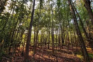 Lot 283 Eland Trail, LaRue, TX 75770 - Photo 15