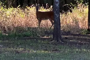 4 Arroyo Ct, Nocona, TX 76255 - Photo 37