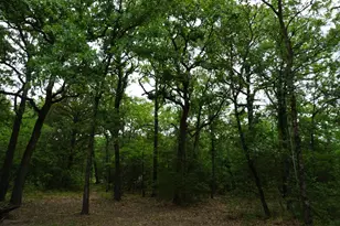10530 Private Rd 5207, Malakoff, TX 75148 - Photo 11