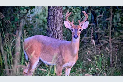 Lot 34 Red Oak Hills Road, Nocona, TX 76255 - Photo 23