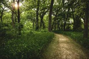 237 Bee Balm Rd, McKinney, TX 75071 - Photo 31