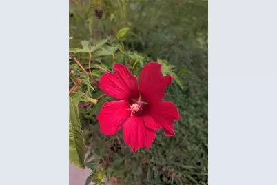 203 N Main Street, Red Oak, TX 75154 - Photo 31