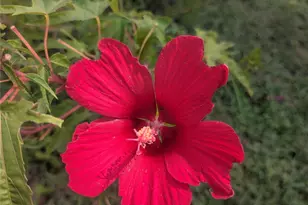 203 N Main St, Red Oak, TX 75154 - Photo 31