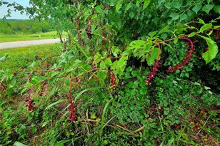 Lot 113 Shore Crest Way, Athens, TX 75752 - Photo 27