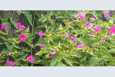 2708 Stockton Street, Denton, TX 76209 - Photo 37