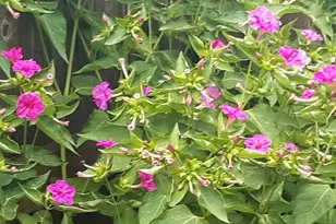 2708 Stockton St, Denton, TX 76209 - Photo 37