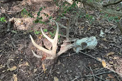 Tbd Pearce Road, Collinsville, TX 76233 - Photo 3