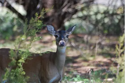 30075 Woodcrest Drive, Whitney, TX 76692 - Photo 9