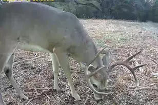 Tbd Fm 708B, Clifton, TX 76634 - Photo 1