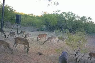 4599 Burwick Rd, Jacksboro, TX 76458 - Photo 29