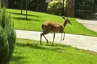 1905 Co Rd 3108, Jacksonville, TX 75766 - Photo 39