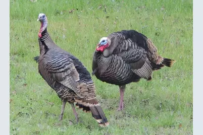 31033 Doe Run Court, Whitney, TX 76692 - Photo 29