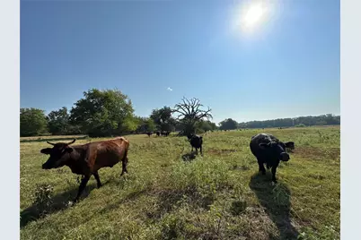 87 Acres Fm 269, Pickton, TX 75471 - Photo 9