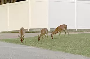 5450 Starlight Dr N, Fort Worth, TX 76126 - Photo 31