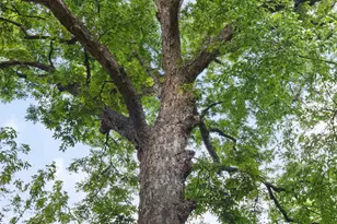 10950 Custer Trail, Frisco, TX 75035 - Photo 35