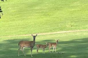 1052 Greenbriar Trail, Holly Lake Ranch, TX 75765 - Photo 39