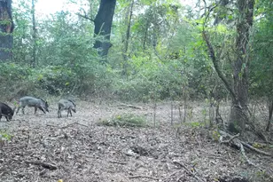 0 Co Rd 2592, Marietta, TX 75568 - Photo 37