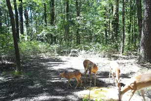 0 Co Rd 2592, Marietta, TX 75568 - Photo 31