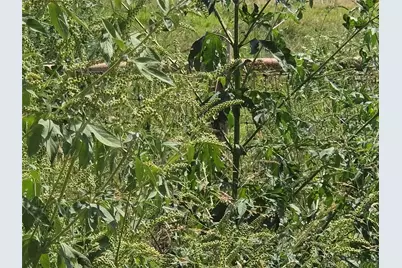 Tbd 20 Acres SE Cr 3150, Corsicana, TX 75109 - Photo 19