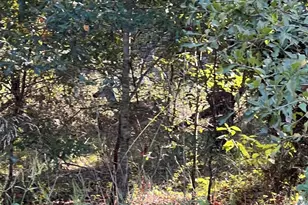 291 Buena Vista, Malakoff, TX 75148 - Photo 3