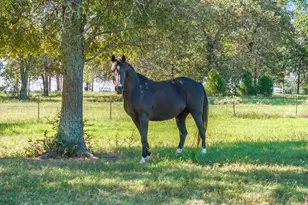 3900 SW Loop 7, Athens, TX 75751 - Photo 9