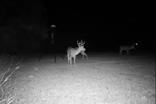 205 Country Ln, Malakoff, TX 75148 - Photo 29