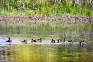 901 Pigg Rd, Bowie, TX 76230 - Photo 39