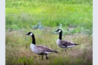 901 Pigg Road, Bowie, TX 76230 - Photo 37