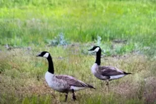 901 Pigg Rd, Bowie, TX 76230 - Photo 37