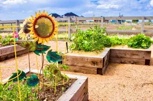 1704 Sparrow St, Argyle, TX 76226 - Photo 35