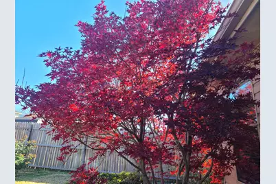 721 Bray Street, Cedar Hill, TX 75104 - Photo 15