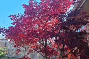 721 Bray St, Cedar Hill, TX 75104 - Photo 15