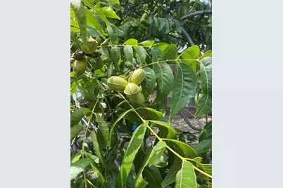 6734 Oak Hill Lane, Celina, TX 75009 - Photo 29