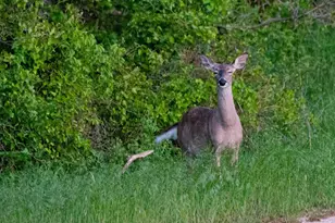 347 Pine Rd, Nocona, TX 76255 - Photo 19