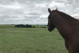 1332 Co Rd 423, Muenster, TX 76252 - Photo 11