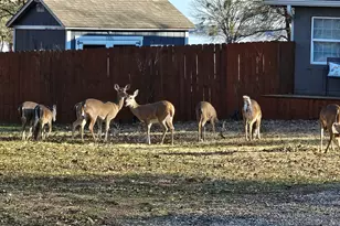 204 Lakeside Dr, West Tawakoni, TX 75474 - Photo 9